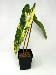 Philodendron Billietiae Variegated C