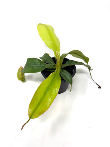 Nepenthes Dyeriana