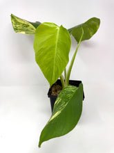 Load image into Gallery viewer, Monstera Deliciosa Aurea Variegated D