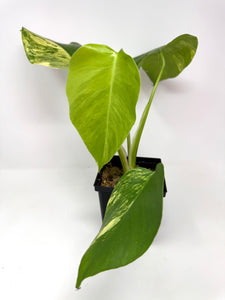 Monstera Deliciosa Aurea Variegated D