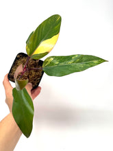 Load image into Gallery viewer, Philodendron Strawberry Shake