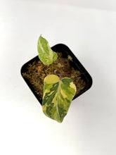 Load image into Gallery viewer, Philodendron Gloriosum Variegated E
