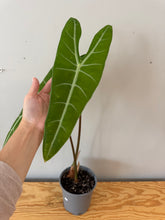 Load image into Gallery viewer, 22. Alocasia Longiloba (large plant)