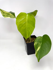Monstera Deliciosa Aurea Variegated D