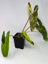 Load image into Gallery viewer, Philodendron Billietiae Variegated C