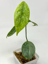 Load image into Gallery viewer, Hoya Coriacea Silver