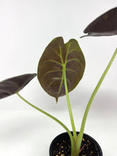 Load image into Gallery viewer, Alocasia ‘Golden Bone’
