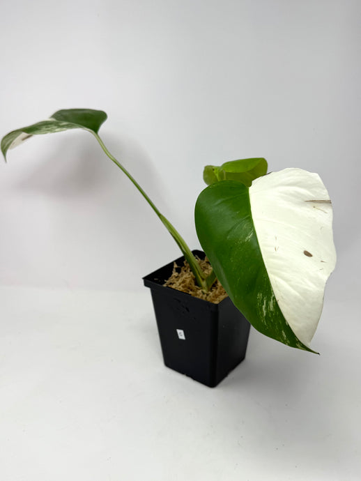 Monstera Deliciosa Albo Variegated C