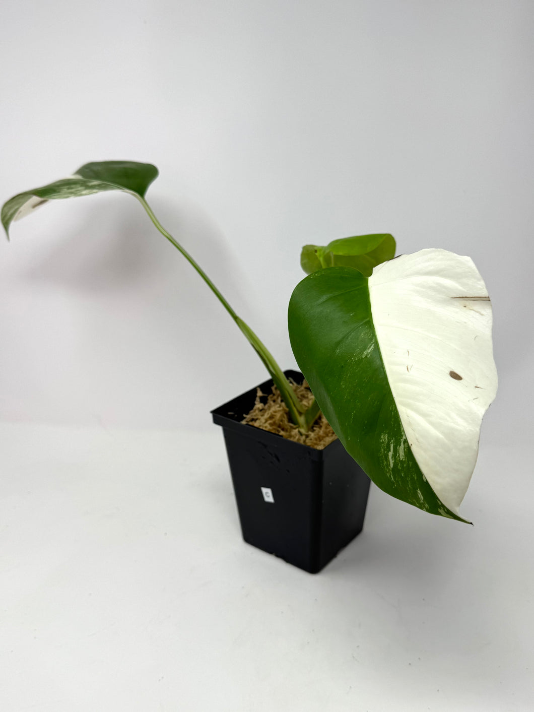 Monstera Deliciosa Albo Variegated C