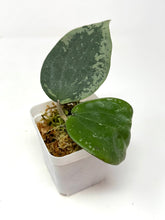 Load image into Gallery viewer, Hoya Glabra Silver
