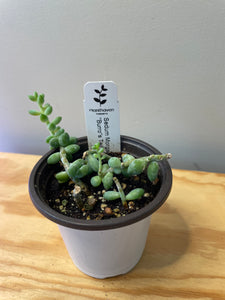 84. Sedum Morganianum ‘Burro’s Tail’