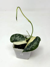 Load image into Gallery viewer, Scindapsus Mayari Variegated C