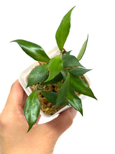 Load image into Gallery viewer, Hoya Bakoensis
