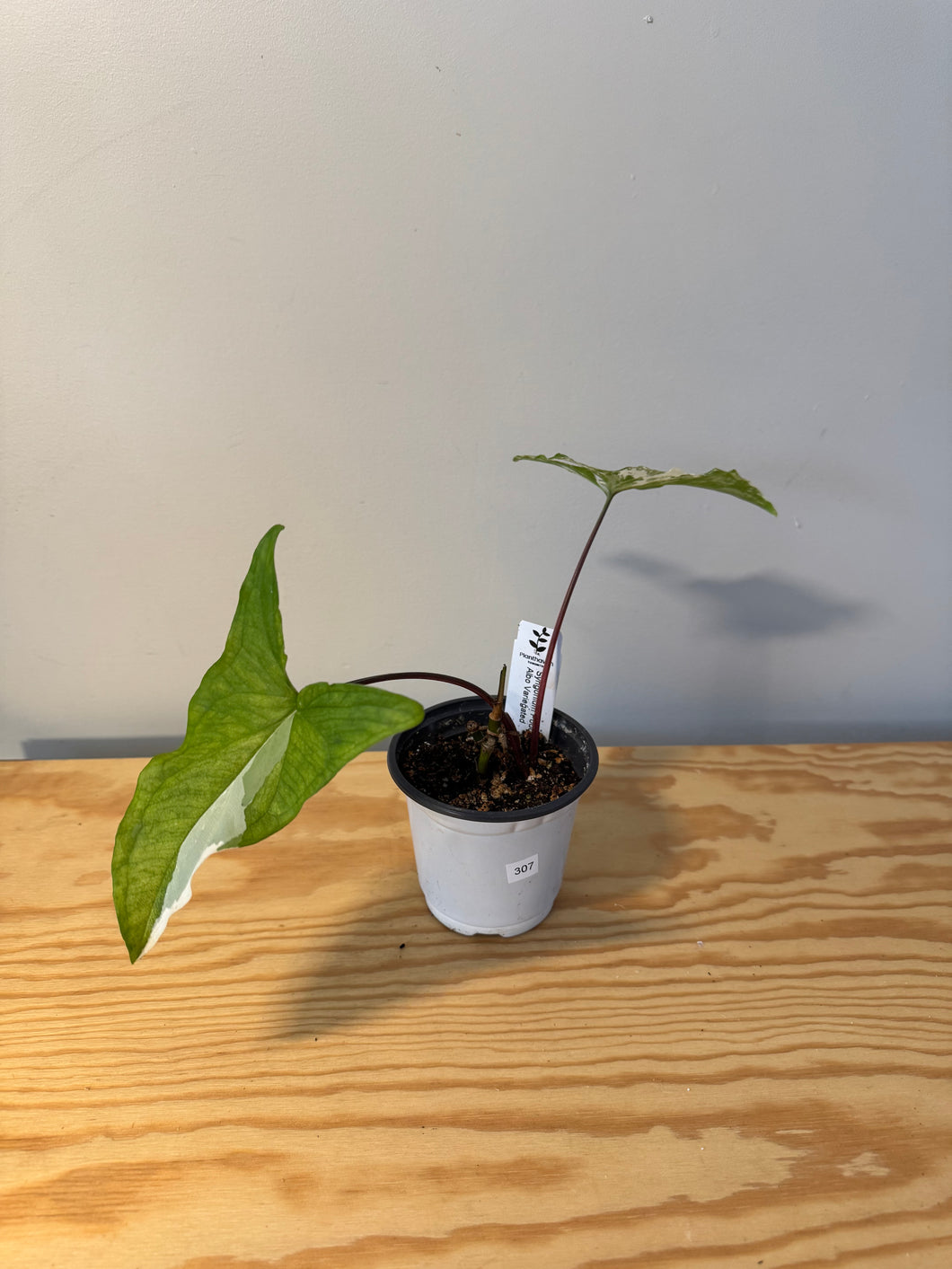 307. Syngonium Podophyllum Variegated