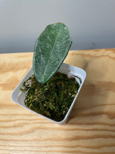 Load image into Gallery viewer, 181. Hoya Carnosa Grey Ghost