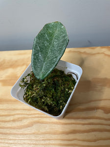 181. Hoya Carnosa Grey Ghost