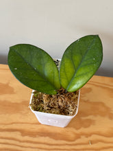 Load image into Gallery viewer, 328. Hoya Carnosa Oval Splash