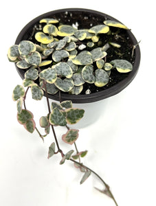 Ceropegia Woodii “String of Hearts” Variegated