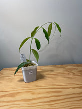 Load image into Gallery viewer, 159. Hoya Cystiantha Splash