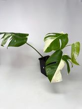 Load image into Gallery viewer, Monstera Deliciosa Albo Variegated B