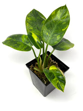 Load image into Gallery viewer, Philodendron Green Congo Variegated