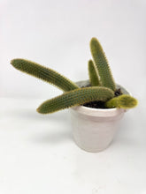Load image into Gallery viewer, Cleistocactus Winteri “Golden Rat Tail” 6” Hanging Basket - Ships within Canada only