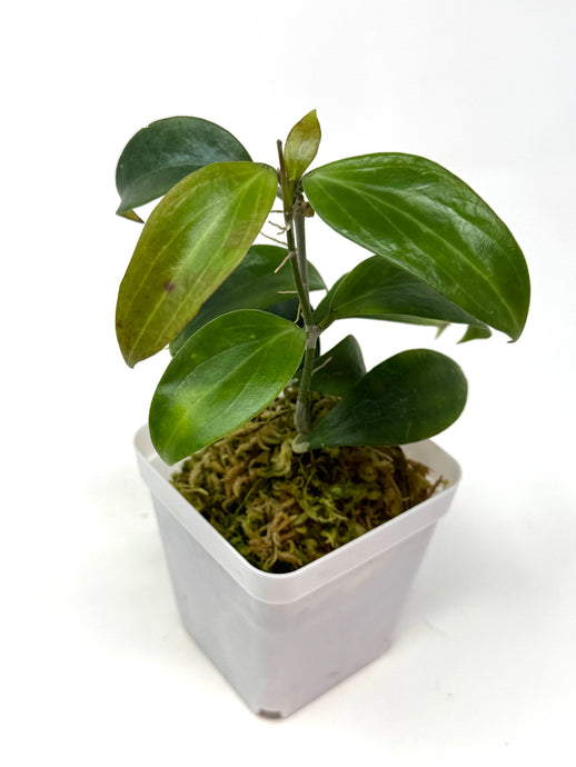 Hoya Merrillii