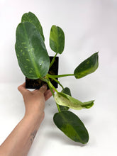 Load image into Gallery viewer, Philodendron Jose Buono