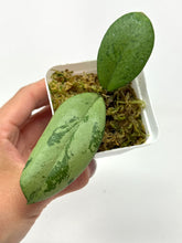 Load image into Gallery viewer, Hoya Meena Silver (H. Crassipetiolata Splash x H. 'Michele') C
