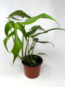 Monstera Burle Marx Flame (large size)