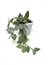 Load image into Gallery viewer, Hoya Lacunosa Super Silver