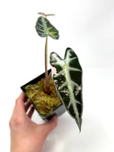 Load image into Gallery viewer, Alocasia Bambino Variegated A