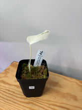 Load image into Gallery viewer, 147. Monstera Deliciosa Albo Variegated