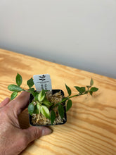 Load image into Gallery viewer, 116. Hoya Lacunosa Variegated