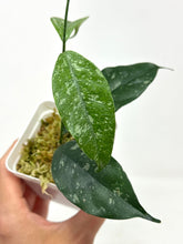Load image into Gallery viewer, Hoya Cystiantha Splash