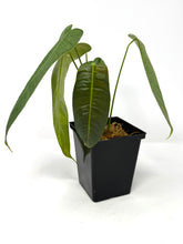 Load image into Gallery viewer, Philodendron Sharoniae