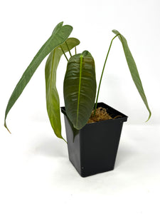 Philodendron Sharoniae