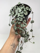 Load image into Gallery viewer, Ceropegia Woodii 'Silver Glory'