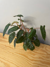 Load image into Gallery viewer, 30. Philodendron Billietiae