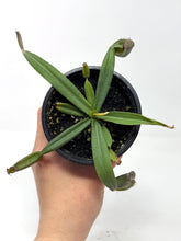 Load image into Gallery viewer, Nepenthes Albomarginata