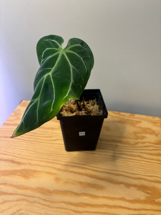 171. Anthurium Magnificum