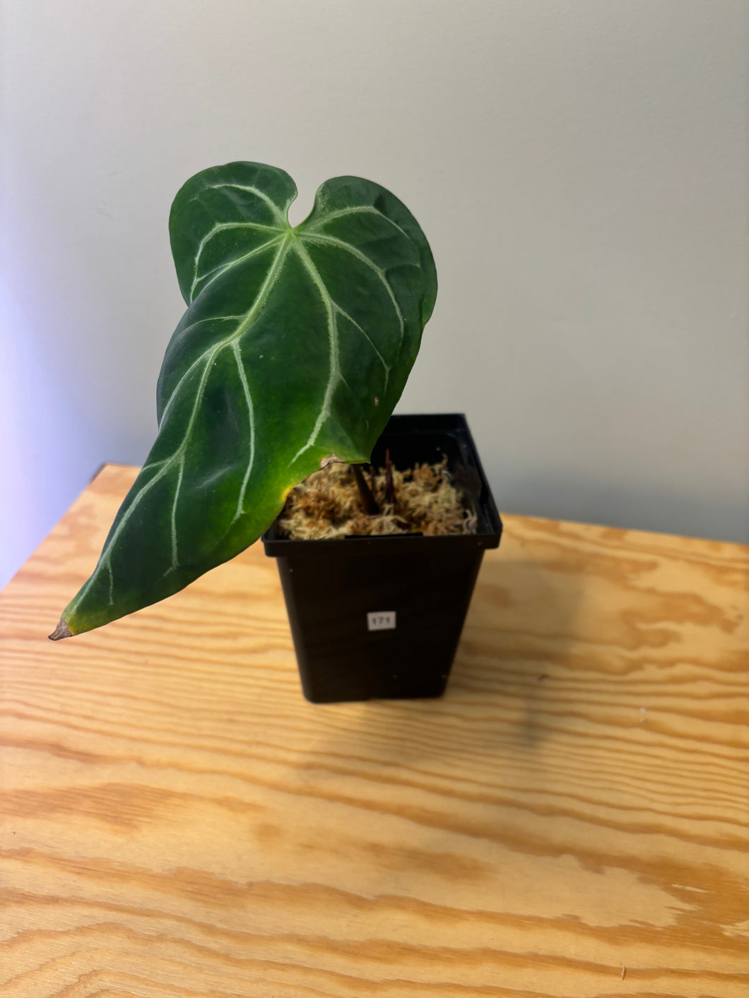 171. Anthurium Magnificum