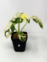 Load image into Gallery viewer, Monstera Adansonii Albo Variegated B