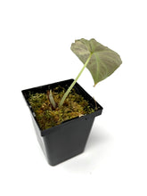 Load image into Gallery viewer, Alocasia Black Velvet Variegated C