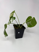 Load image into Gallery viewer, Monstera Deliciosa Albo Variegated C