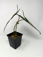 Load image into Gallery viewer, Philodendron Billietiae Variegated B