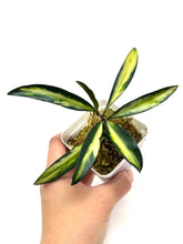 Load image into Gallery viewer, Hoya Kentiana Variegated