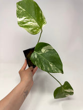 Load image into Gallery viewer, Monstera Deliciosa Albo Variegated M