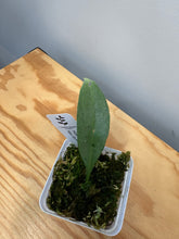 Load image into Gallery viewer, 13. Hoya Nicolsoniae New Guinea Ghost