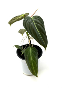 Philodendron Melanochrysum